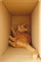 cat in box