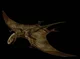 Dimorphodon