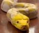 Reticulated python 