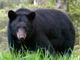 Black Bear 