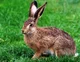 Hare