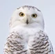 Snowy Owl