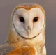 Barn Owl