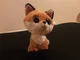 Foxy