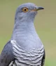 Common Cuckoo
