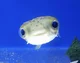 Silly Pufferfish