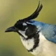 Magpie-Jay
