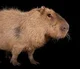Capybara 