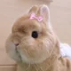 Bunni