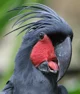 Palm Cockatoo