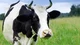 Sapi Jawa Edition
