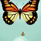 Exelient butterfly