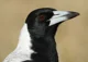 Australian Magpie 