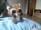 Foxole Evil Twin