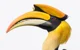 Great hornbill