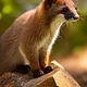 Pine Martens