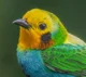 Multicolored Tanager