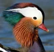 Mandarin Duck