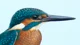 Common Kingfisher