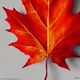 Maple leaf