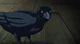 Kasugai Crow
