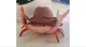 Yeehaw crab