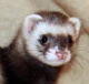 FartetFerret