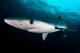 Blue Shark