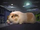 Stripe Guinea Pig