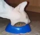 hungry cat