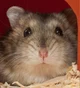 Hamster