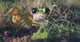 CUBE FROG