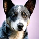 Bluey