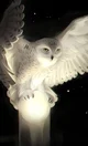 Snow Owl