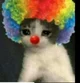 Clown Cat