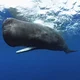 Soka the Sperm Whale