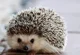 Hedgehog