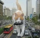 giant cat