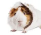 Guinea Pig