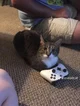 gamer cat