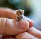 tiny cat