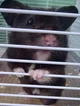 Hamster-Oreo