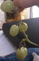 Grape Dinosaur
