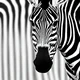 The zebra