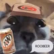 Roobeer Cat