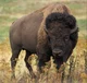 American Bison