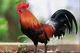 Rooster
