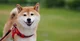 Shiba Inu