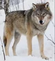 Gray Wolf