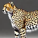Cheetah